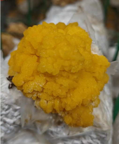 长沙金耳干品黄耳木耳无杂质批发  金耳菌干货