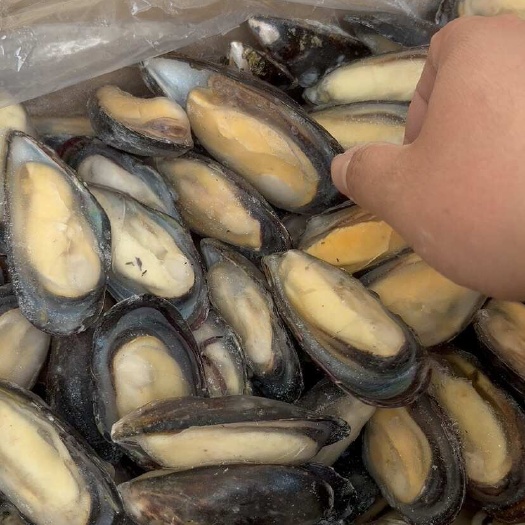 熟冻半壳青口贝 海虹 淡菜餐饮 捞汁小海鲜食材净重7斤一件