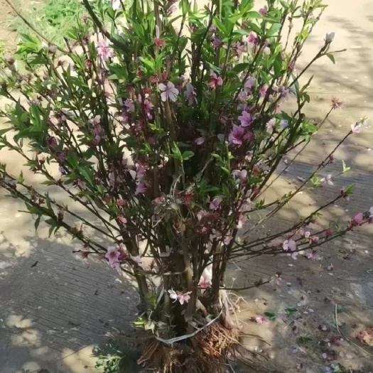 简阳市水蜜桃苗