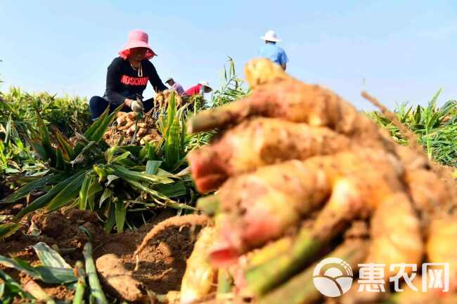 大姜套餐防治组合姜瘟病炭疽病斑点病茎基腐病烂心病生姜杀菌剂