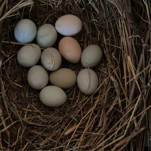 绵阳散养绿壳蛋