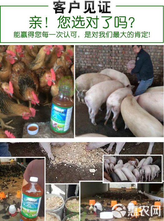 鸽用益生菌肠胃消化好鸽子肉鸽赛鸽皮毛光亮长的快绿便水便有益菌