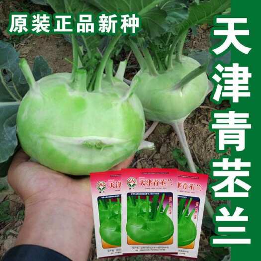天津青苤蓝种子生吃水果绿苤蓝四季春秋栽培球茎甘蓝种子蔬菜种