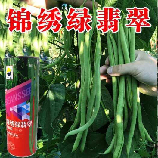 青县四季豆种子  锦绣绿翡翠架豆角种子四季无筋无柴芸豆种籽