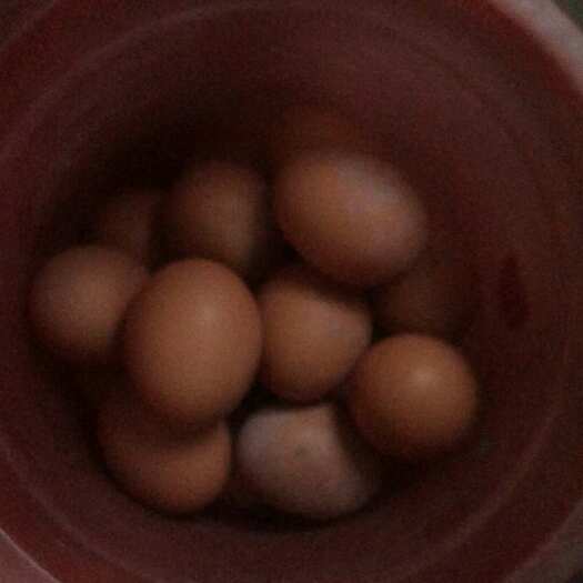 南通南通 鸡蛋土鸡蛋包邮