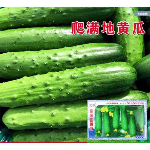 青县水果黄瓜种子蔬菜种子 小黄瓜种子 瓜果种子 有机蔬菜