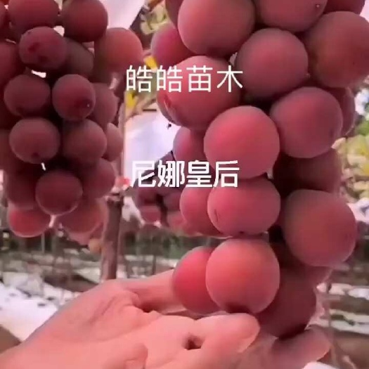 平邑县妮娜皇后葡萄苗 基地直发 南北方可种植