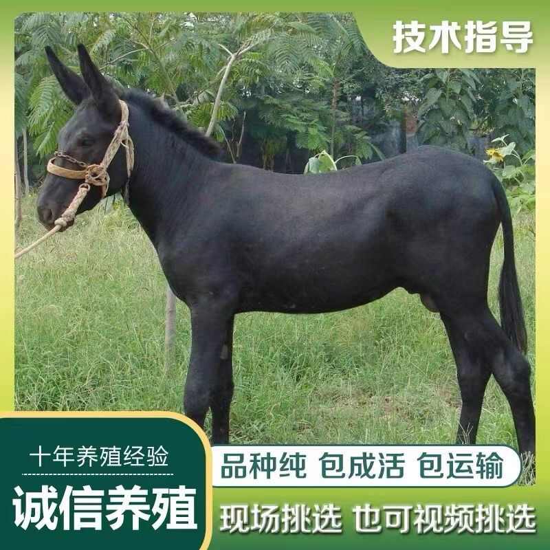 德州驢 德州驢苗 肉驢 手續(xù)齊全 廠家直供 買10送1