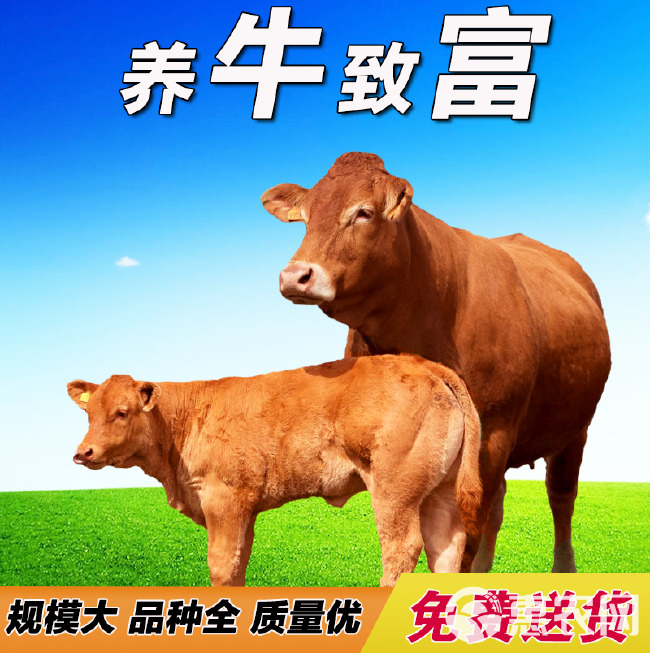 鲁西黄牛 黄牛犊 手续齐全 厂家直供 免费送货 买10送1