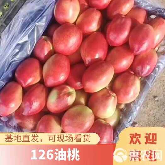 蒙阴县山东中油油桃126油桃产地直发支持看货口感脆甜
