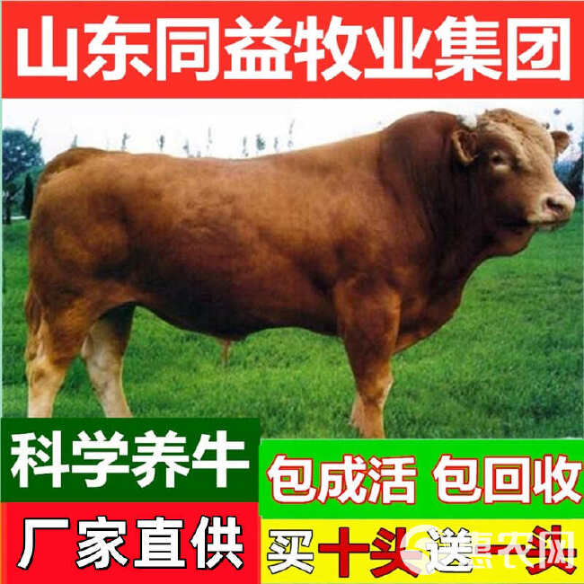鲁西黄牛 黄牛犊 手续齐全 厂家直供 免费送货 买10送1