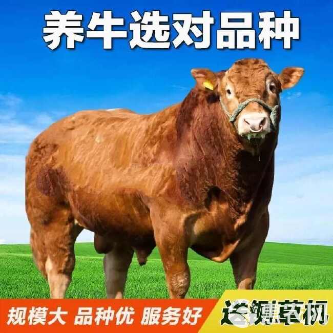 鲁西黄牛犊 小牛犊 手续齐全 厂家直供 免费送货