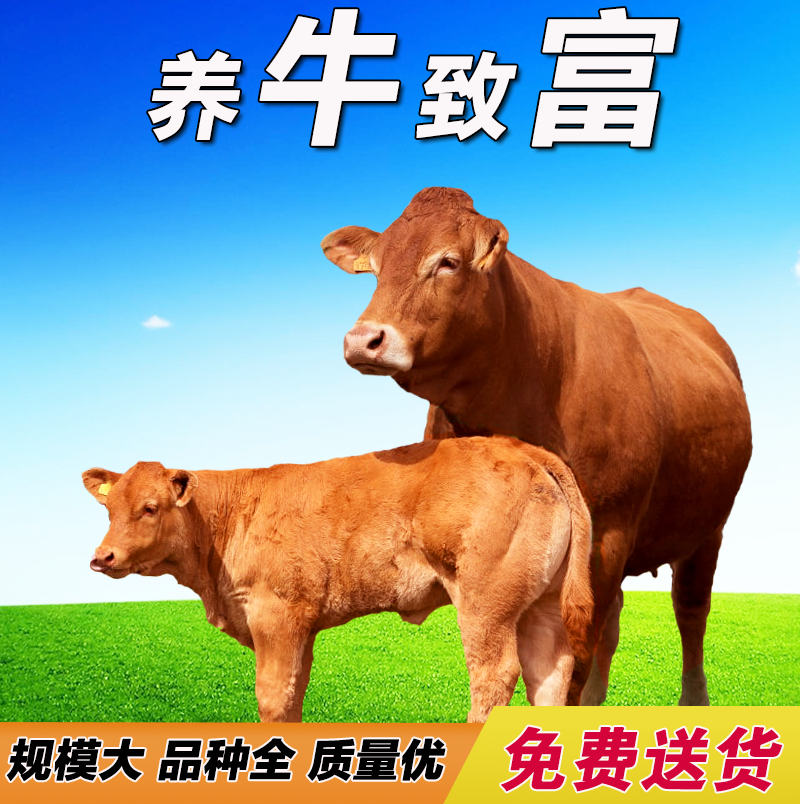 小黃牛 山東黃牛 牛苗 魯西黃牛牛犢 肉牛犢價格 西門塔爾