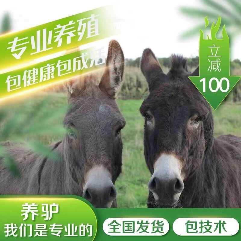 德州驢 德州驢苗 肉驢 手續(xù)齊全 廠家直供 買10送1