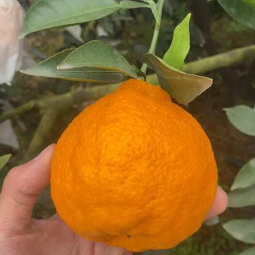  不知火