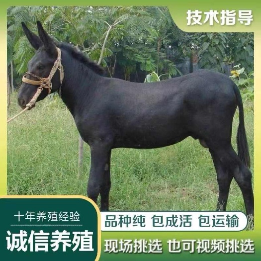 驴苗 肉驴驴苗 手续齐全 厂家直供 免费送货买10送1