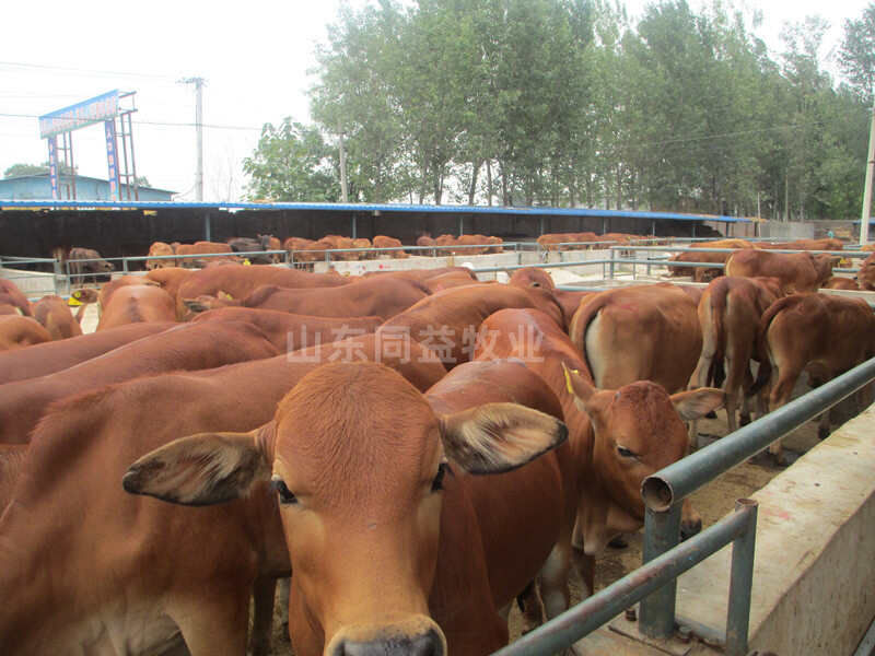 小黃牛 山東黃牛 牛苗 魯西黃牛牛犢 肉牛犢價格 西門塔爾