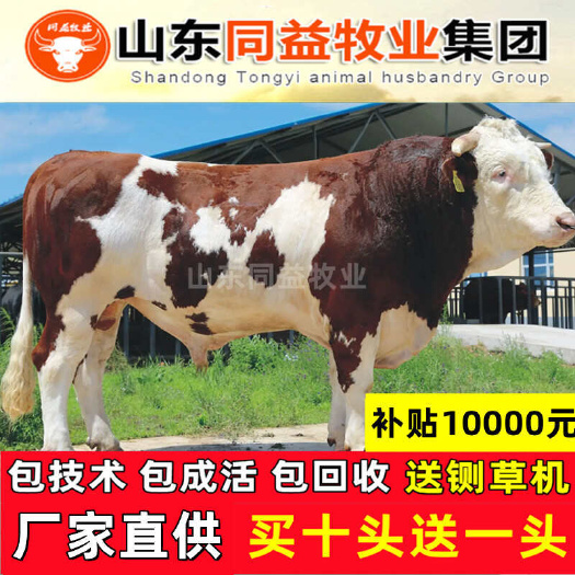 梁山县西门塔尔牛犊 手续齐全 厂家直供 免费送货 买10送1