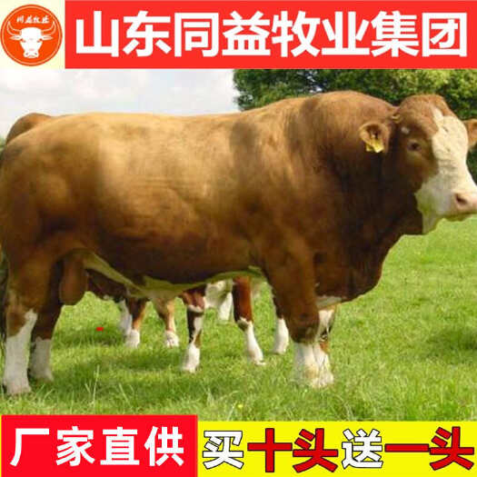 肉牛犊活体 肉牛犊 肉牛崽 黄牛活体 西门塔尔牛犊 免费送货