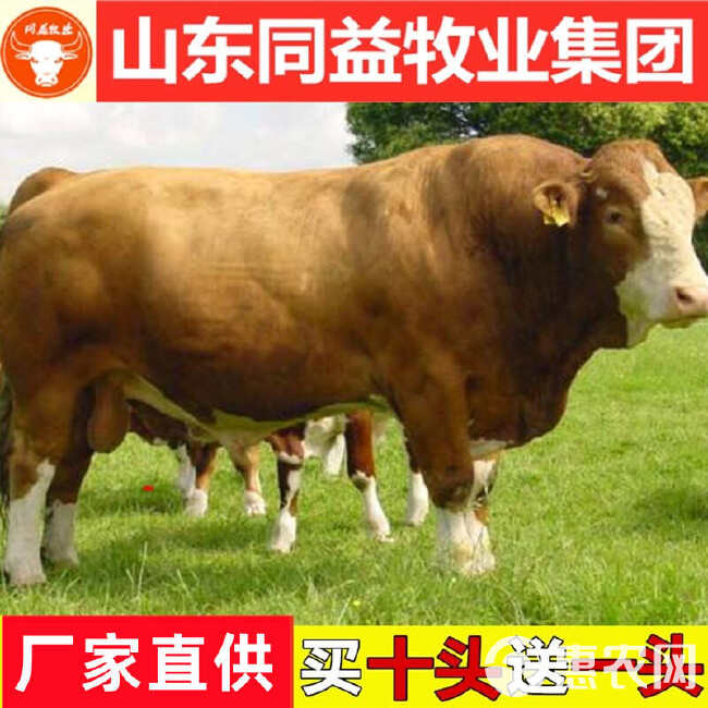 肉牛犊活体 肉牛犊 肉牛崽 黄牛活体 西门塔尔牛犊 免费送货