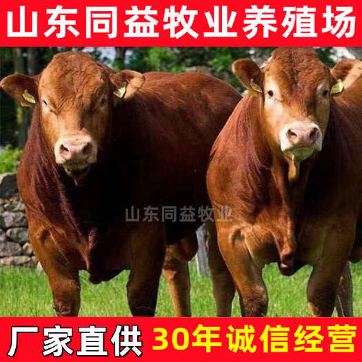 鲁西黄牛犊 小牛犊 手续齐全 厂家直供 免费送货