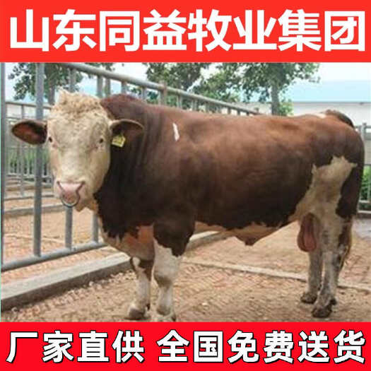 长沙育肥牛犊 西门塔尔牛 手续齐全 厂家直供 免费送货