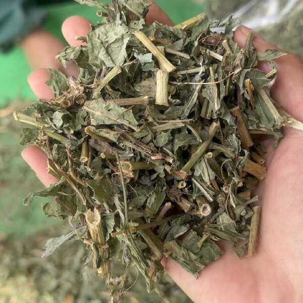 败酱草 实物拍摄 发货如图 保庆药业批发 败酱草