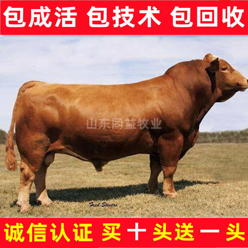 小黃牛 山東黃牛 牛苗 魯西黃牛牛犢 肉牛犢價格 西門塔爾