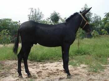 驴苗 肉驴驴苗 手续齐全 厂家直供 免费送货买10送1