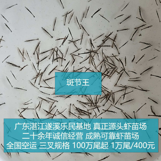 斑节虾苗 金刚虾苗 草虾 花虾 斑节王