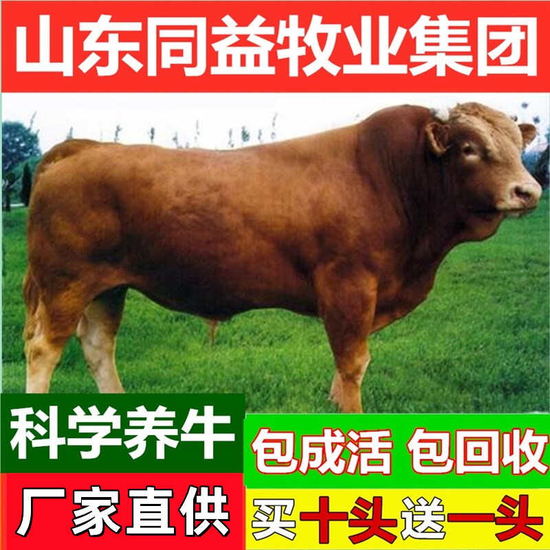 小黃牛 山東黃牛 牛苗 魯西黃牛牛犢 肉牛犢價格 西門塔爾