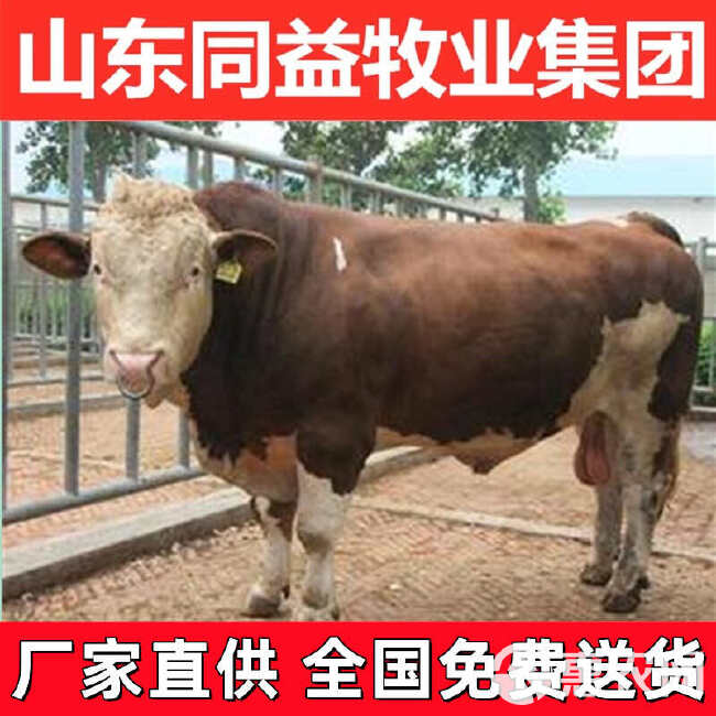 牛犊子 鲁西黄牛 手续齐全 厂家直供 免费送货 买10送1