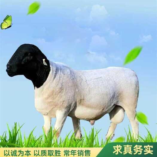 梁山县活羊 杜波绵羊 手续齐全 厂家直供 免费送货 买10送1