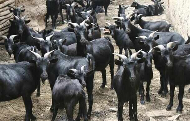 梁山县黑山羊，努比亚黑山羊，羊羔，种母羊，厂家直销，免费送货