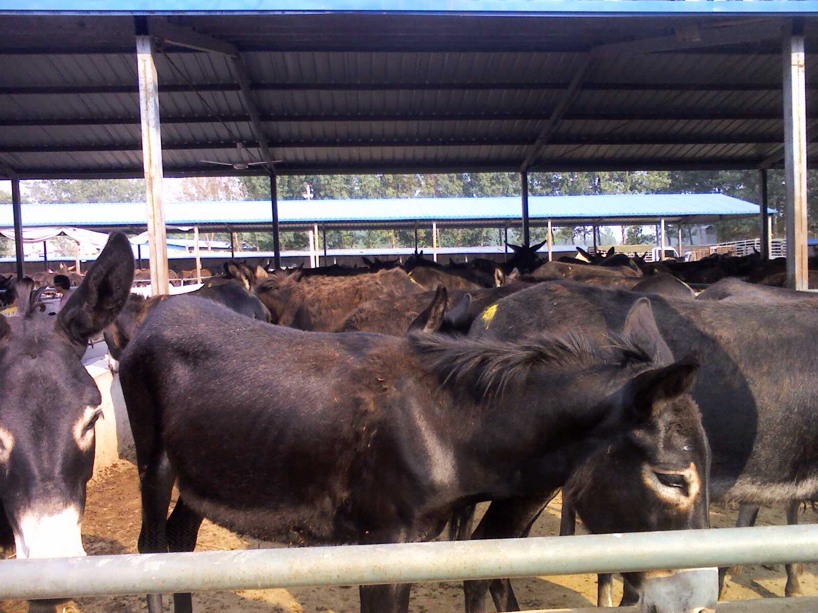 驴苗 肉驴驴苗 手续齐全 厂家直供 免费送货买10送1