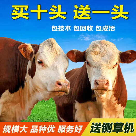 梁山县活牛 西门塔尔牛 手续齐全 厂家直供免费送货 买10送1