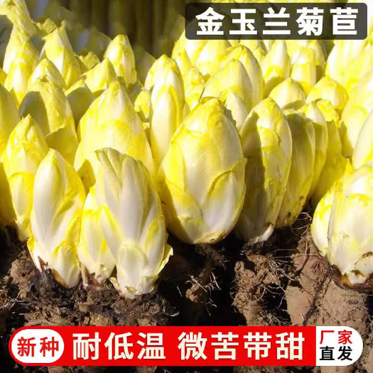 软化菊苣种子玉兰菜种籽特菜 苦苣 玉兰菜 苦菜 卡斯尼
