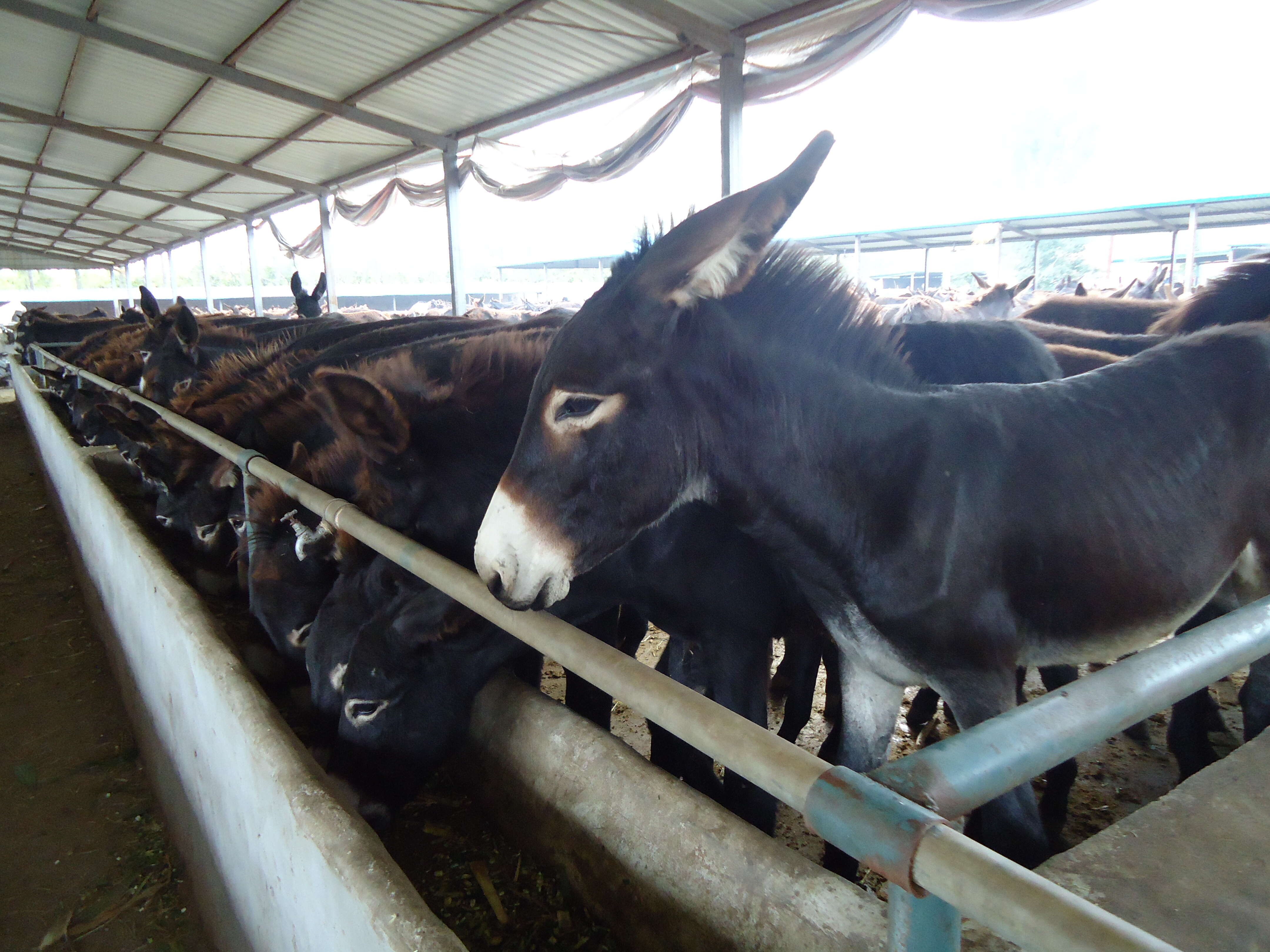 驴苗 肉驴驴苗 手续齐全 厂家直供 免费送货买10送1