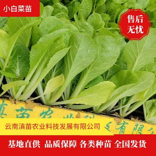 通海县白菜苗，现苗根细发达，成活率高，可顺丰快递，质量包证
