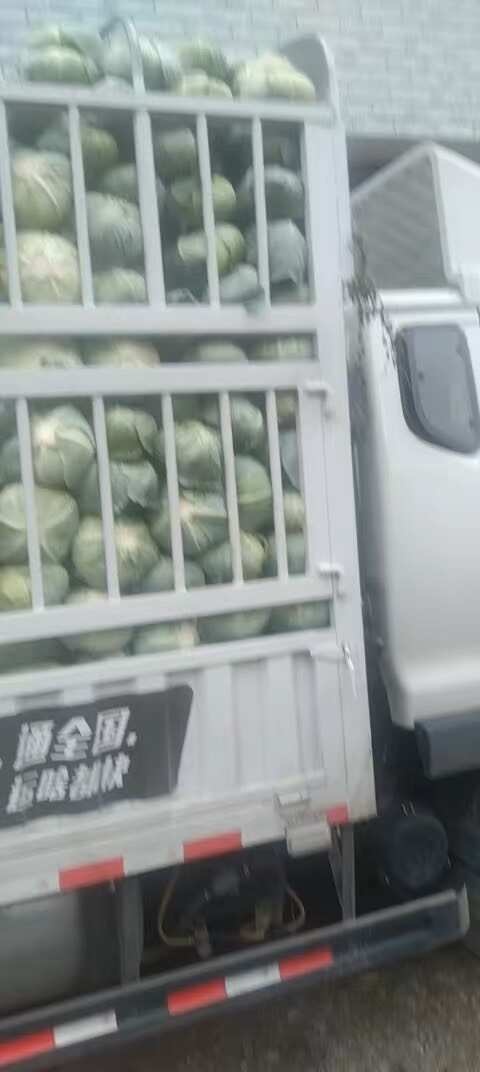 东台市东台包菜/莲花白/甘蓝菜