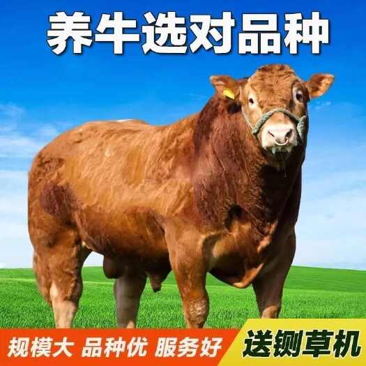 梁山县活牛 肉牛犊 手续齐全 厂家直供 免费送货 买10送1