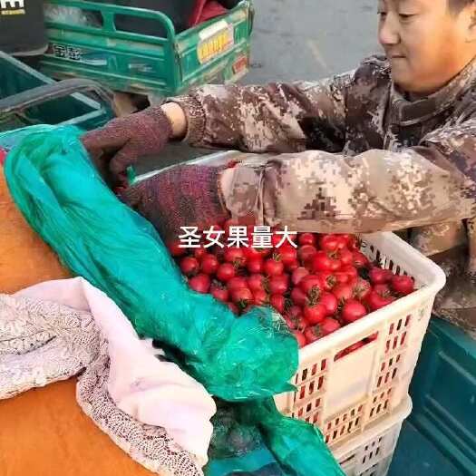 莘县千禧