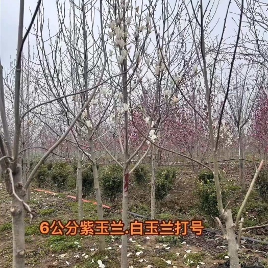 6公分白玉兰