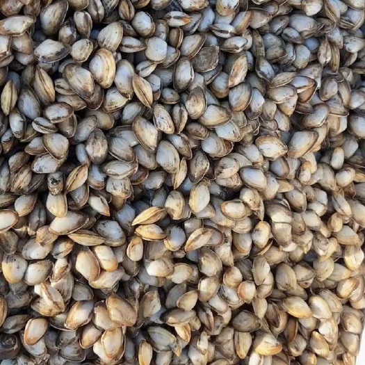 大中小 海瓜子 源头批发