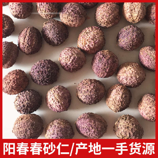 【产地一手直供】过15号筛广东阳春春砂仁干果沙仁果