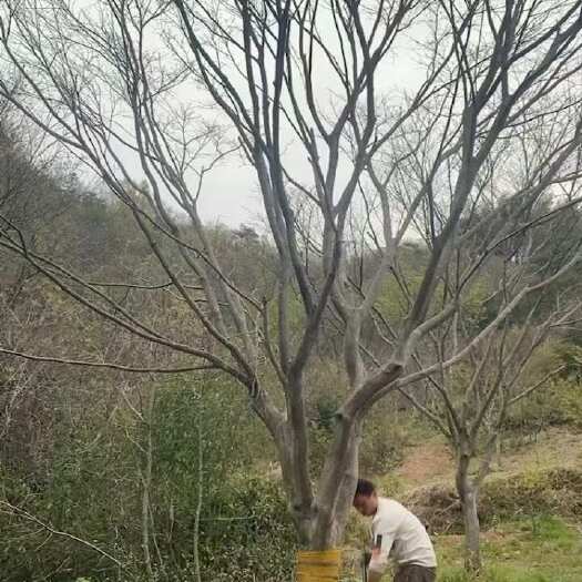 嵊州市大红枫