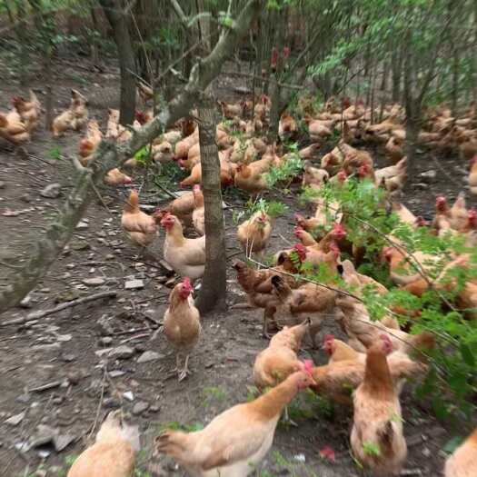 沙洋县农家散养土鸡