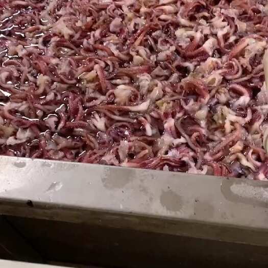 北海脆口章鱼须