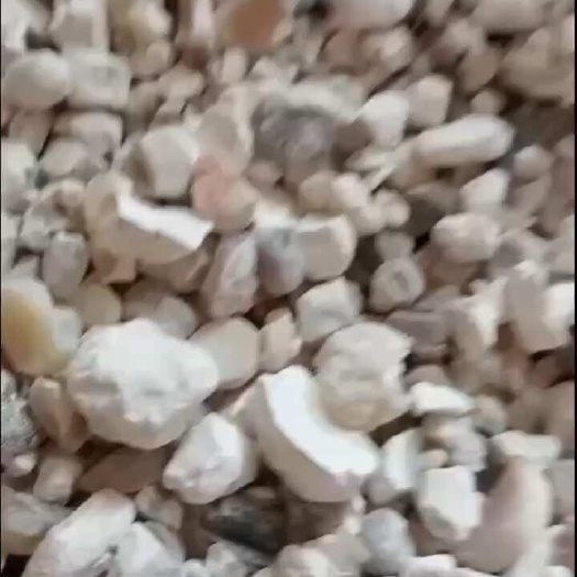 天竺黄