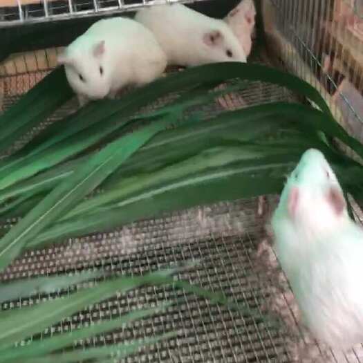 南安市荷兰鼠